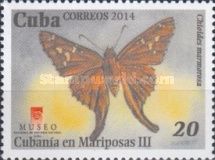Cuban Longtail (Chioides marmorosa)