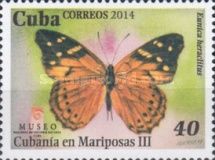 Cuban Purplewing (Eunica heraclitus)