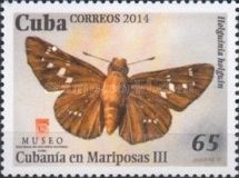 Holguin Skipper (Holguinia holguin)