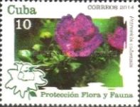 Peireskia cubensis