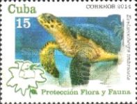 Hawksbill Turtle (Eretmochelys imbricata)