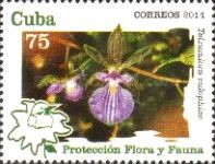 Tetramicra eulophiae