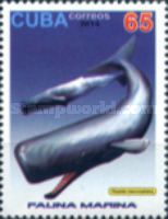 Sperm Whale (Physeter macrocephalus)