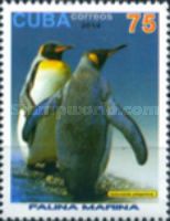 King Penguin (Aptenodytes patagonicus)