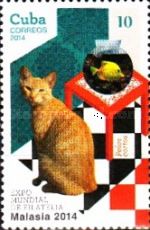 Shorthaired cat (pelos cortos)