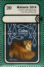 Persian cat (Persas)