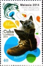 Balinese cat (Balineses)