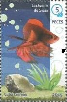 Siamese Fghting Fish (Betta splendens)
