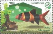Clown Loach (Chromobotia macracanthus)