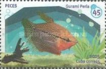 Pearl Gourami (Trichopodus leerii)