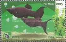 Black Molly (Poecilia sphenops)