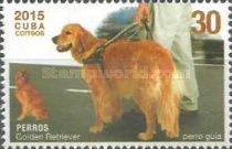 Golden Retriever (Canis lupus familiaris)