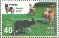 Border Collie (Canis lupus famiiaris)