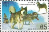 Alaskan Malamute (Canis lupus famiöiaris)