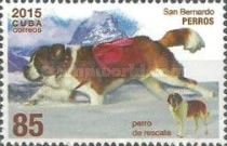 Saint Bernard Dog (Canis lupus familiaris)