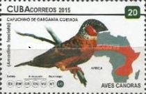 Cut-throat Finch (Amadina fasciata)