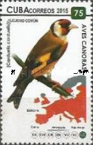European Goldfinch (Carduelis carduelis)