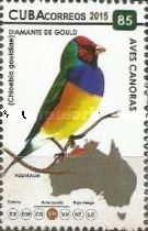 Gouldian Finch (Chloebia gouldiae)