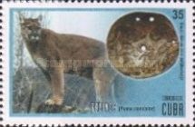 Cougar (Puma concolor) and gorget
