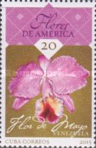 Laelia speciosa - Mayflower Orchid