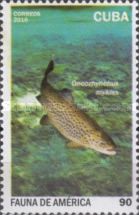 Rainbow Trout (Oncorhynchus mykiss)