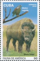 Ferruginous Hawk (Buteo regalis), American Bison (Bos bison)
