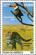 Toco Toucan (Ramphastos toco), Ocelot (Leopardus pardalis)