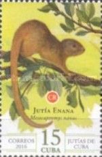 Dwarf Hutia (Mesocapromys nanus)