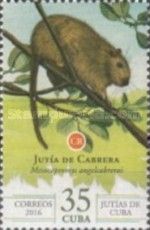 Cabrera's Hutia (Mesocapromys angelcabrerai)