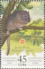 Eared Hutia (Mesocapromys auritus)