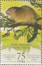 Black-tailed Hutia (Mysateles melanurus)