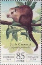 Prehensile-tailed Hutia (Mysateles prehensilis)