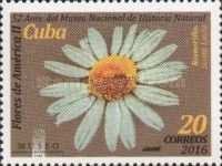 Marguerite (Argyranthemum), Saint Lucia