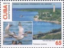 Desembarco del Granma National Park, Royal tern (Thalasseus 