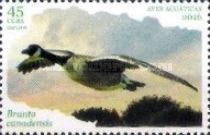 Canada Goose (Branta canadensis)