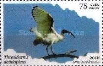 African Sacred Ibis (Threskiornis aethiopicus)