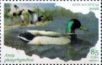 Mallard (Anas platyrhynchos)
