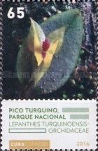 Pico Turquino (Lepanthes turquinoensis)