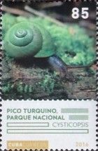 Pico Turquino (Cysticopsis sp.)