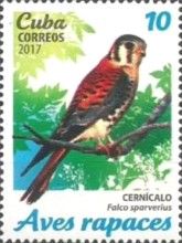 American Kestrel (Falco sparverius)