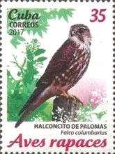 Merlin (Falco columbarius)