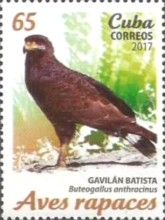 Common Black Hawk (Buteogallus anthracinus)