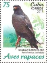 Snail Kite (Rostrhamus sociabilis)