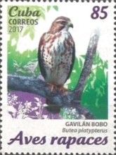 Broad-winged Hawk (Buteo platypterus)