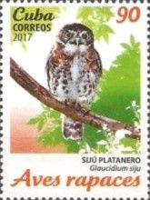 Cuban Pygmy-Owl (Glaucidium siju)