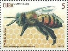 African Honey Bee (Apis mellifera scutellata)