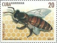 Asian Honey Bee (Apis cerana)
