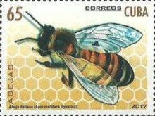 Italian Honeybee (Apis mellifera ligustica)