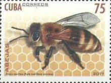 Carniolan Honey Bee (Apis mellifera carnica)