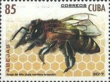 Egyptian Honey Bee (Apis mellifera lamarckii)